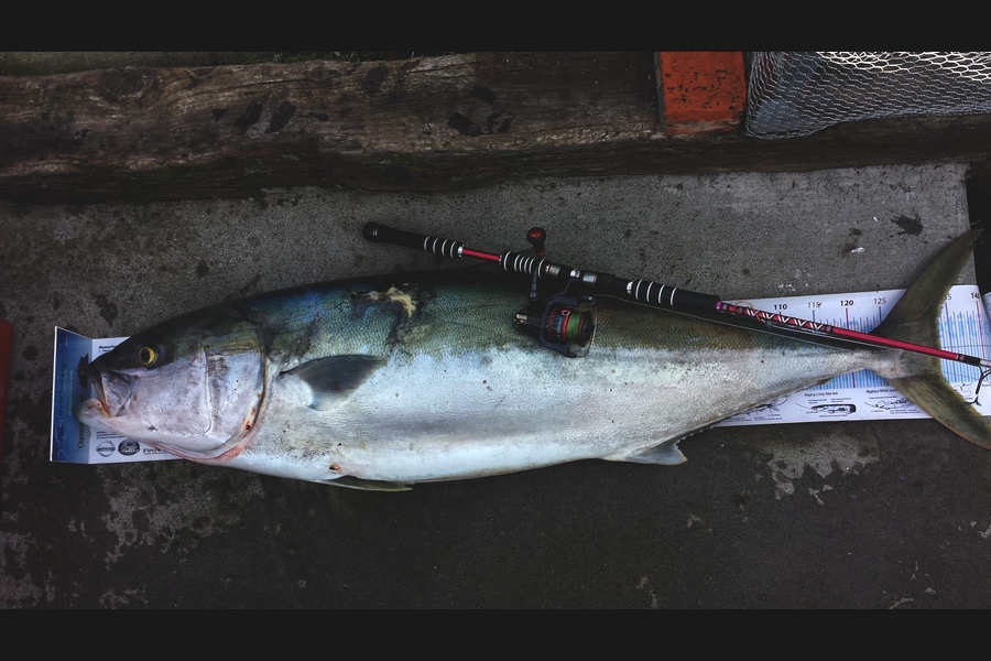 Craig Miller caught this 133.0cm Kingfish at Gisborne during The Export NZ Fishing Competition